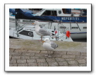 Kingsbridge